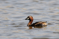 2244 Tachybaptus ruficollis (tuffetto, adulto)